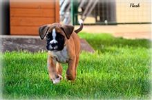 6 weeks